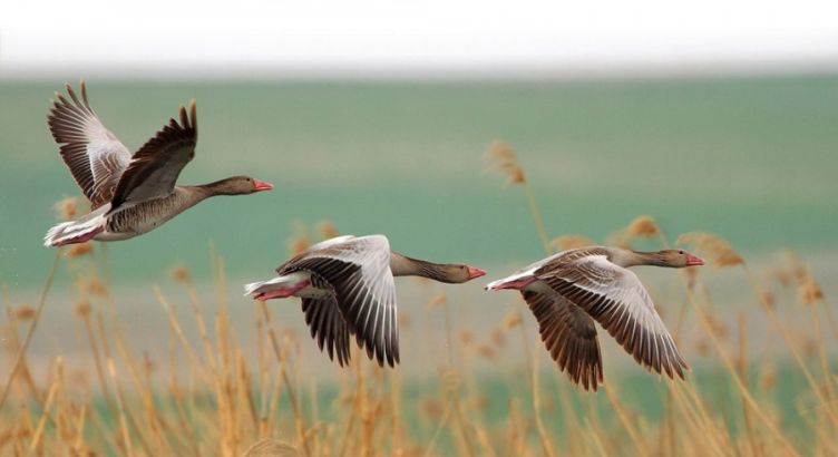 Isparta Gül Hasadı Salda Gölü ve Pamukkale Çeşme Alaçatı Turu